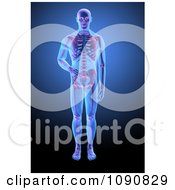 Clipart 3d Human Skeleton With Visible Skin And Bones On Blue Royalty Free CGI Illustration by Mopic
