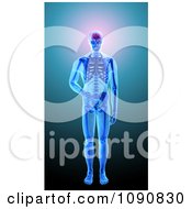 3d Human Skeleton With Visible Brain Skin And Bones On Blue