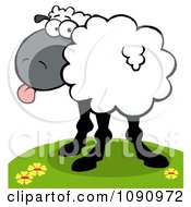 Poster, Art Print Of White Sheep Looking Back And Sticking Its Tongue Out