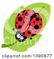 Smiling Lady Bug On A Leaf