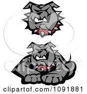 Poster, Art Print Of Gray Bulldog Face And Posed To Pounce