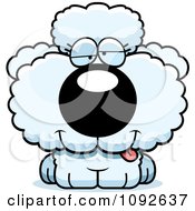 Poster, Art Print Of Goofy White Poodle Puppy