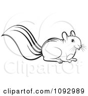 Poster, Art Print Of Black And White Squirrel