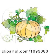 Poster, Art Print Of Beautiful Ridged Pumpkin Plant