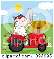 Poster, Art Print Of Cow Farmer Waving And Driving A Red Tractor In A Field