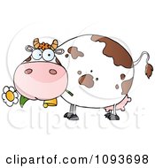 Poster, Art Print Of White And Brown Spotted Cow Eating A Daisy Flower