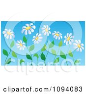 Poster, Art Print Of White Daisy Flowers On Curvy Stems