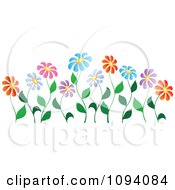 Poster, Art Print Of Colorful Daisy Flowers On Curvy Stems