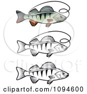 Poster, Art Print Of Perch Fish And Fishing Line