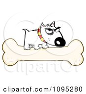 Mean White Bull Terrier Dog On A Bone