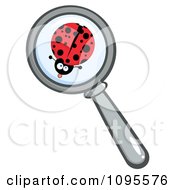 Poster, Art Print Of Magnifying Glass Zooming In On A Ladybug