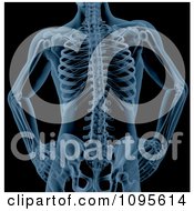 Poster, Art Print Of Blue Xray Of A Male Skeleton Torso With Hands On The Hips