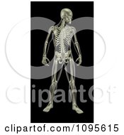 Clipart 3d Xray Of A Standing Male Skeleton Looking To The Side Royalty Free CGI Illustration