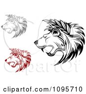 Poster, Art Print Of Gray Black And Red Growling Lion Heads