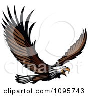 Wild Bald Eagle Flying With Spread Wings