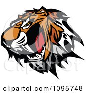 Poster, Art Print Of Angry Tiger Mascot Head Baring Teeth