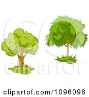 Poster, Art Print Of Two Mature Trees 4