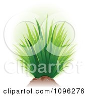 Poster, Art Print Of Tuft Of Green Grass And Soil