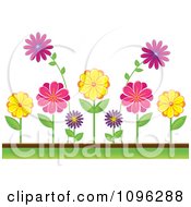 Poster, Art Print Of Colorful Daisies In A Flower Bed