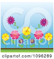Poster, Art Print Of Colorful Spring Daisy Flowers In A Garden