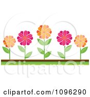 Poster, Art Print Of Pink And Orange Daisies In A Flower Bed