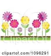 Poster, Art Print Of Colorful Daisies In A Garden