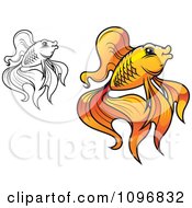 Poster, Art Print Of Orange And Black And White Goldfish