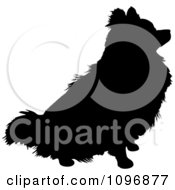 Poster, Art Print Of Black And White Sitting Pomeranian Dog
