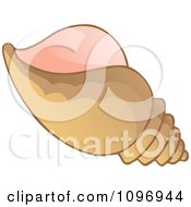 Clipart Brown Conch Shell Royalty Free Vector Illustration by visekart