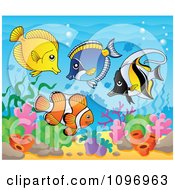 Tropical Saltwater Fish In The Sea