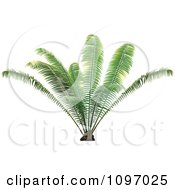 Poster, Art Print Of Lush Green Palm Plant