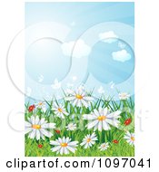 Background Of Red And White Spring Wildflowers In Grass Under A Sunny Sky