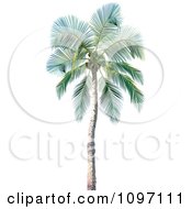 Poster, Art Print Of 3d Tropical Palm Tree 1