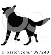 Poster, Art Print Of Black Silhouette Of A Playful German Shepherd Dog