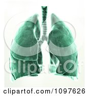 Poster, Art Print Of 3d Green Xray Of Human Lungs