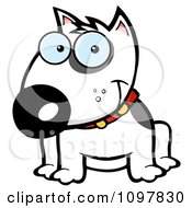 Happy White Bull Terrier Sitting