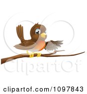 Cute Robin Bird Perched On A Branch And Pointing With A Wing