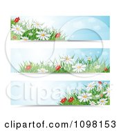 Poster, Art Print Of Three Spring Time Daisy Flower Website Banners