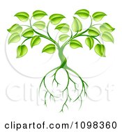 Poster, Art Print Of Green Plant With Leaves And Deep Roots