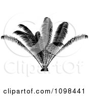 Poster, Art Print Of Silhouetted Palm Plant