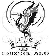 Black And White Wading Tribal Crane Flapping Its Wings