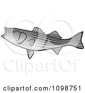 Poster, Art Print Of Bass Fish With An Open Mouth
