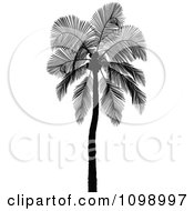Poster, Art Print Of Silhouetted Coconut Palm Tree