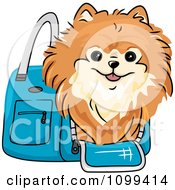 Poster, Art Print Of Happy Red Pomeranian In A Blue Dog Carrier Bag