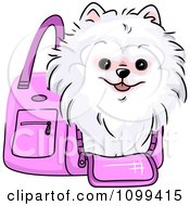 Poster, Art Print Of Happy White Pomeranian In A Pink Dog Carrier Bag