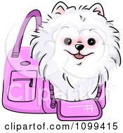 Happy White Pomeranian In A Pink Dog Carrier Bag