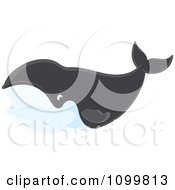 Happy Right Whale Swimming And Smiling