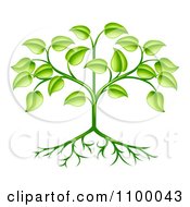 Poster, Art Print Of Organic Green Plant With Leaves And Roots