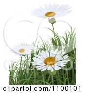 3d White Daisy Flowers And Spring Grass Over White