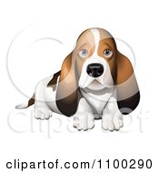 Poster, Art Print Of Basset Hound Puppy
